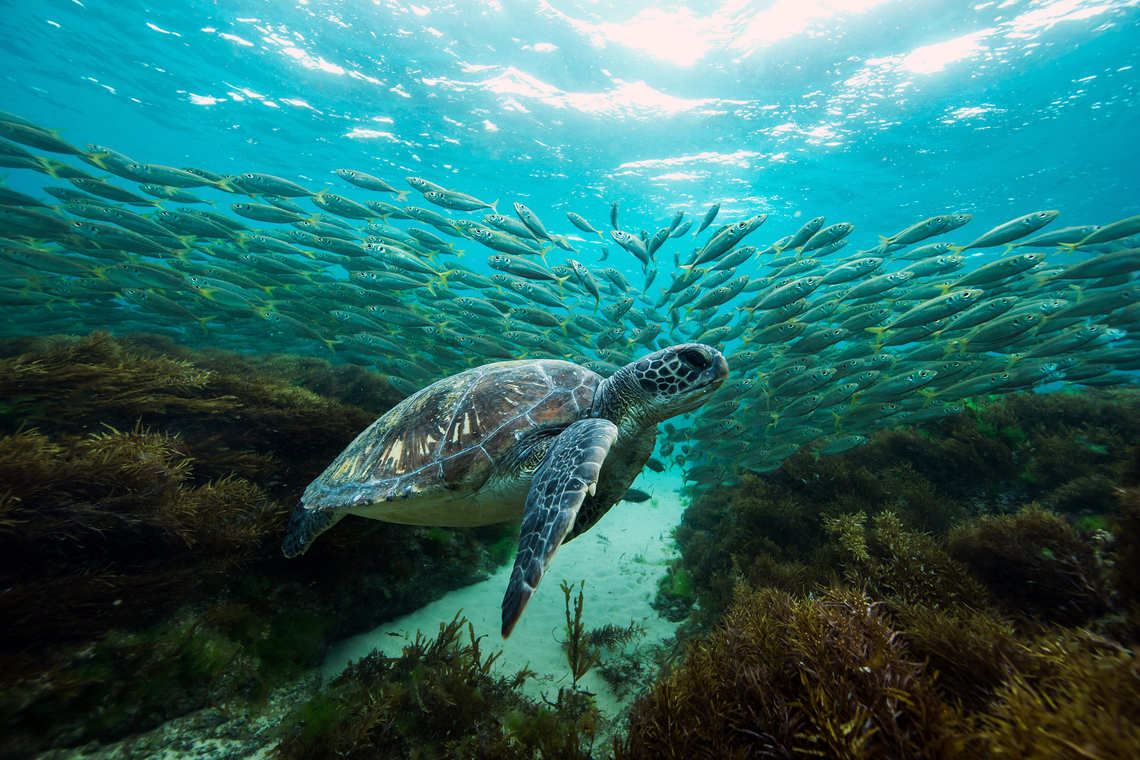 Turtle underwater