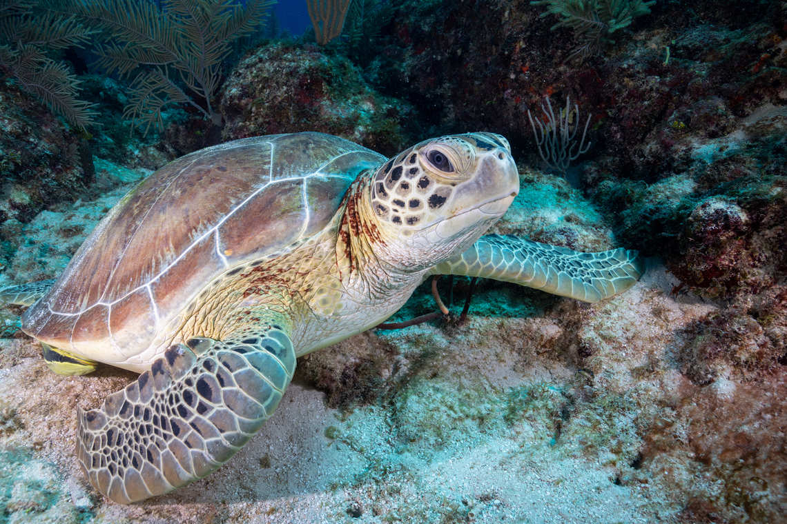 Turtle underwater