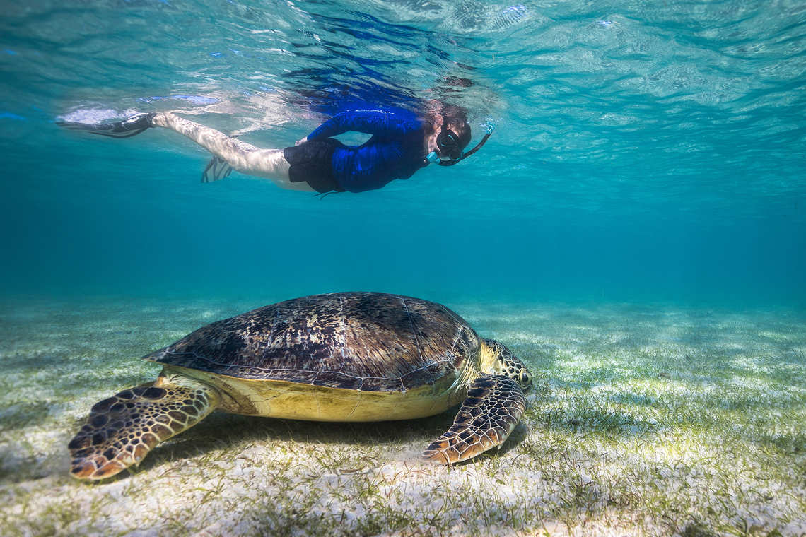 Snorkeling next to a sea turtle