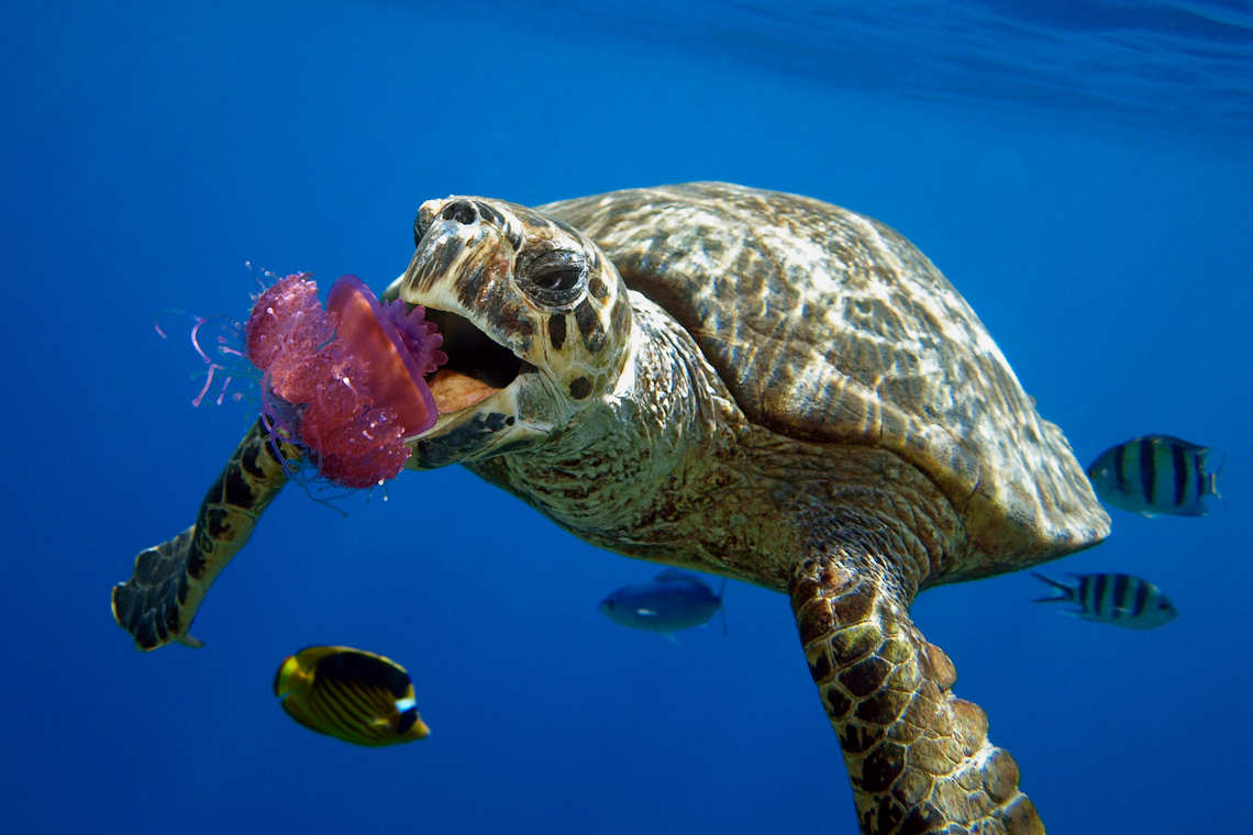 Turtle eating a jellyfish