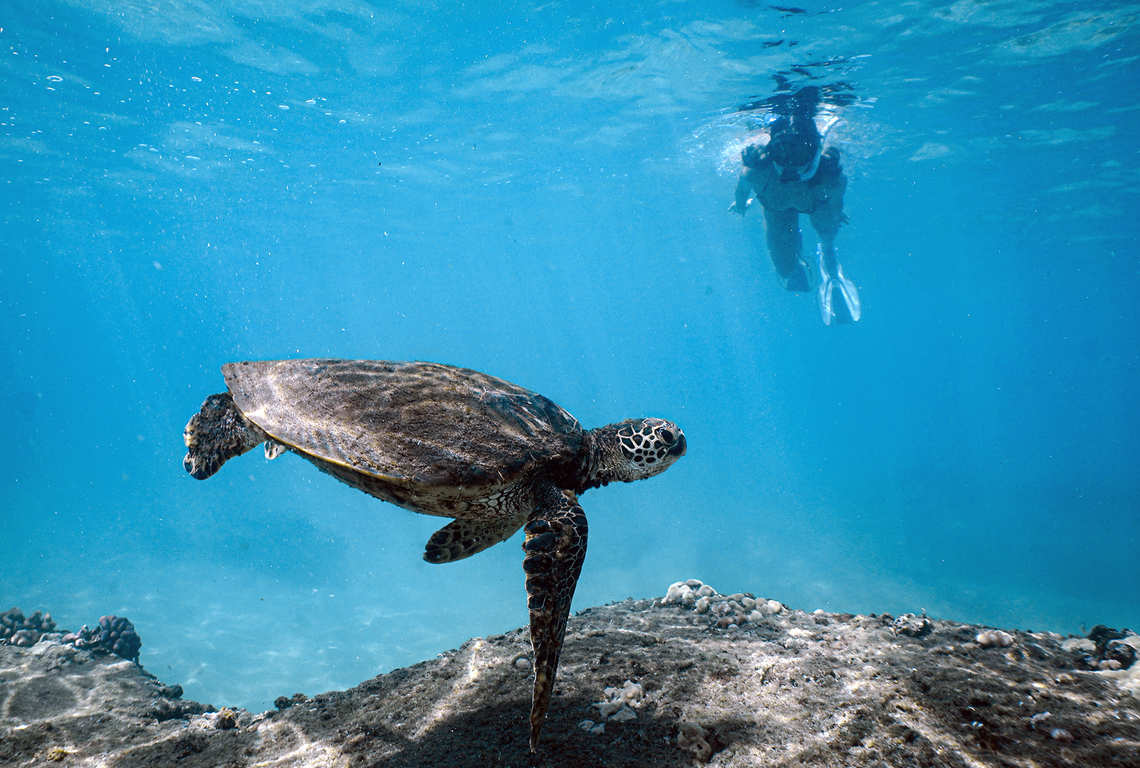 Keeping one's distance while observing the turtle