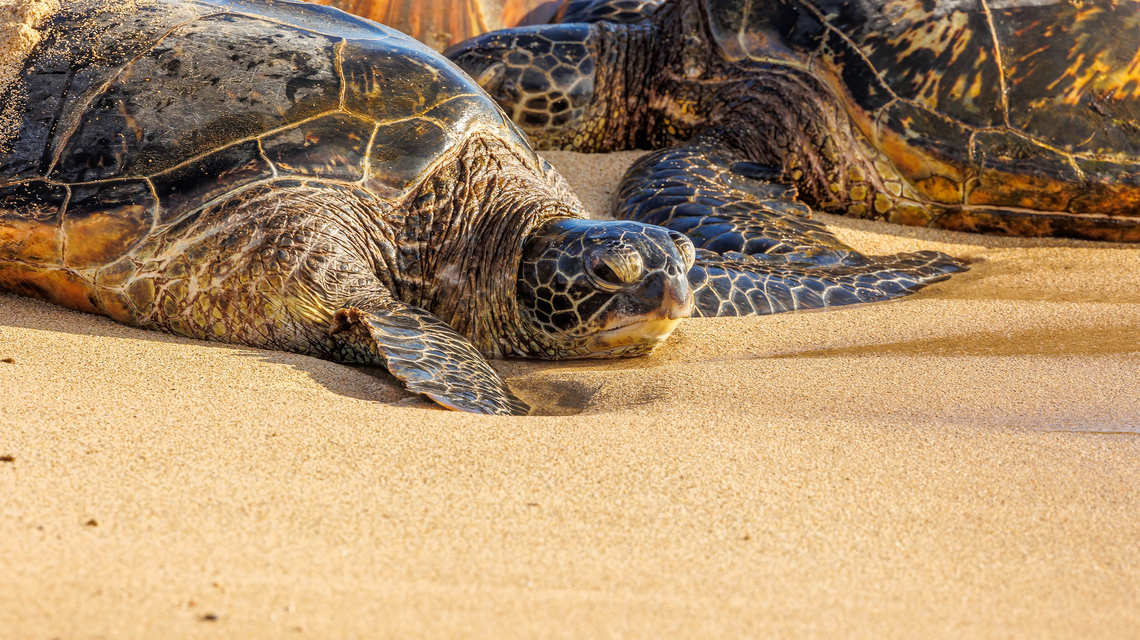 Turtles on Tortuga Bay, Galapagos
