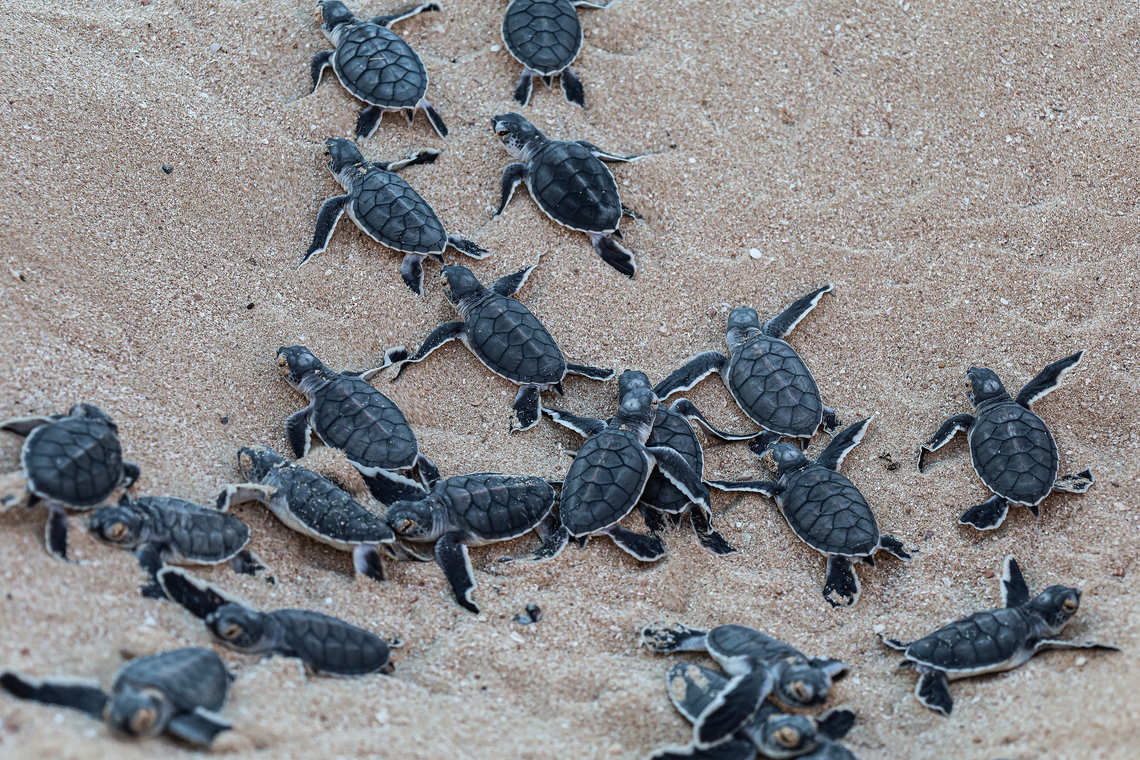 Hatchlings try to reach the water