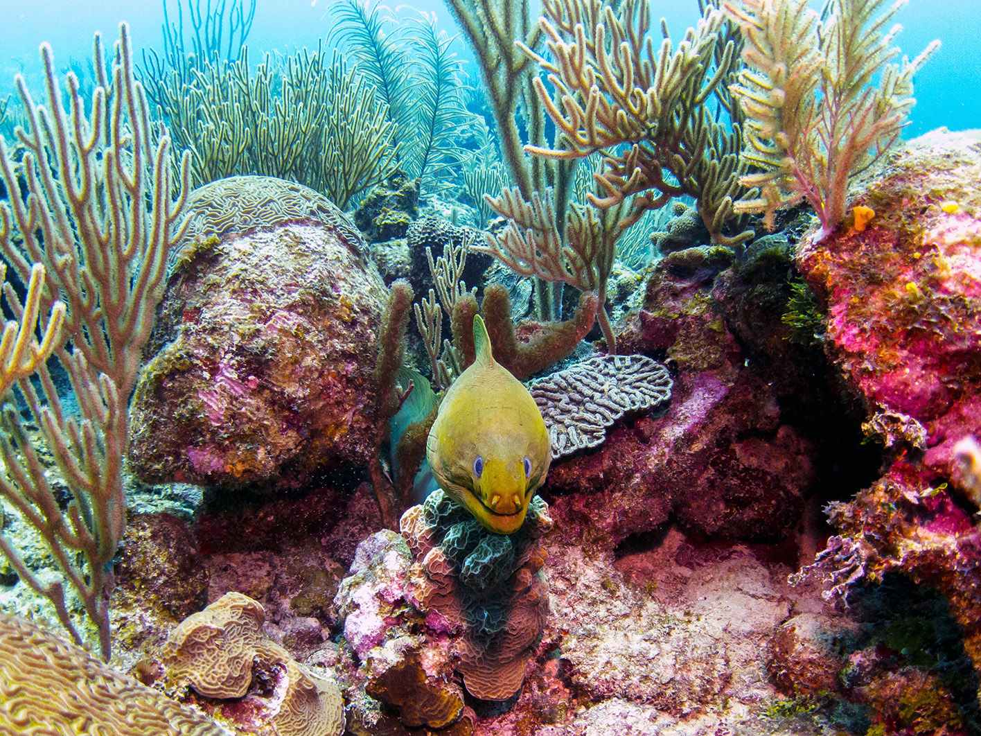 Green moray eel in coral reef in Belize