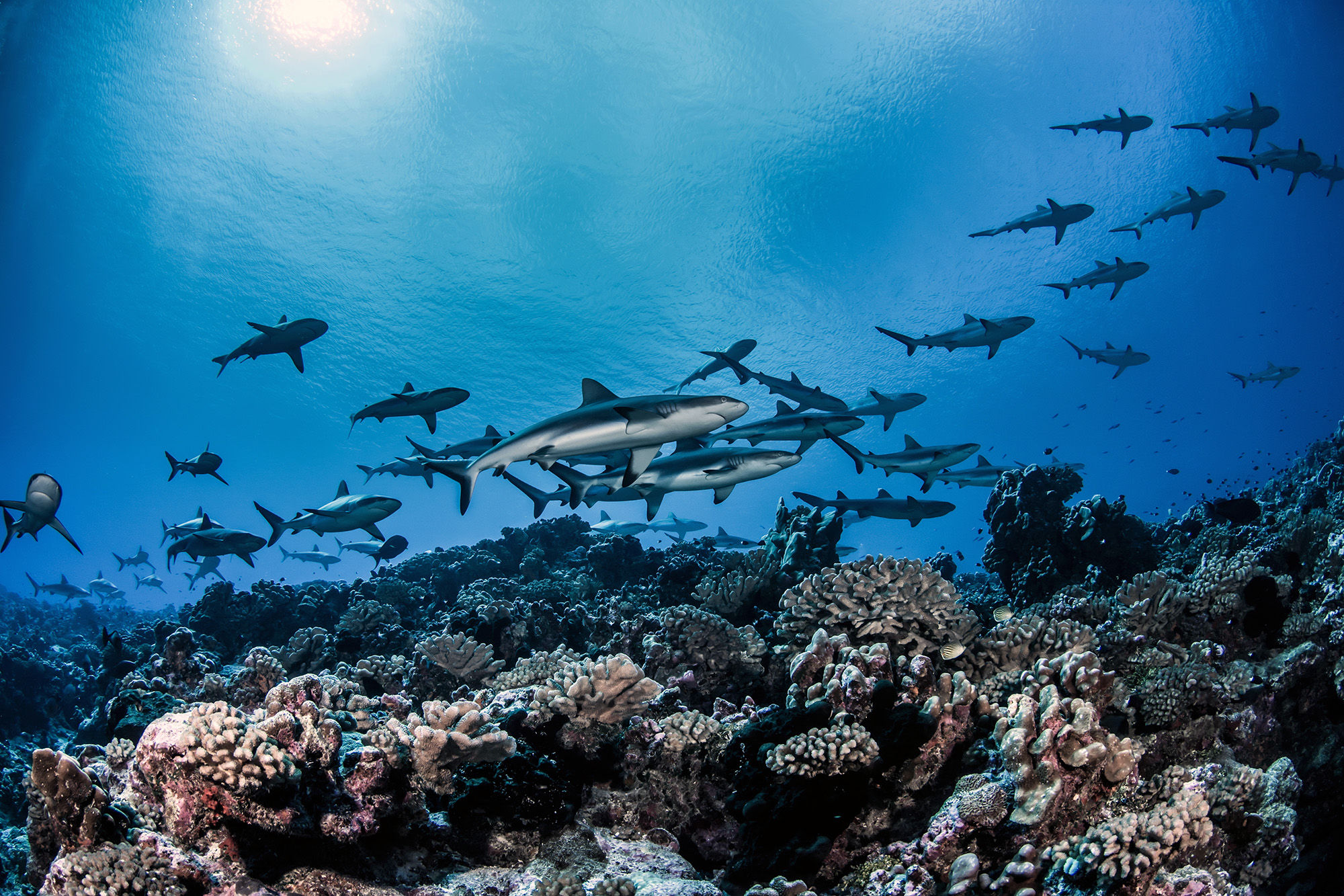 Grey Reef Sharks in Fakarava Atoll, French Polynesia