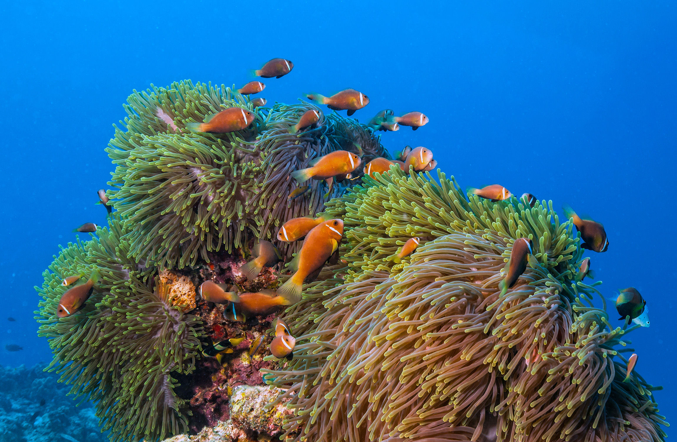 Clown fish in in "Anemonae City", Maldives