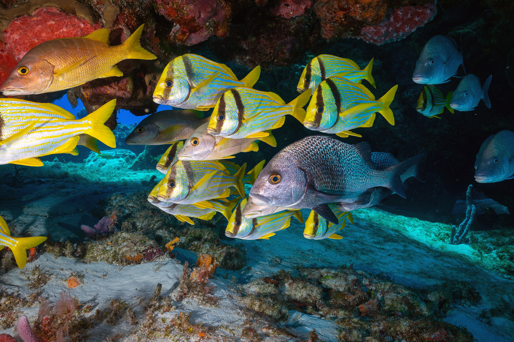 School of Reef Fish at Cozumel