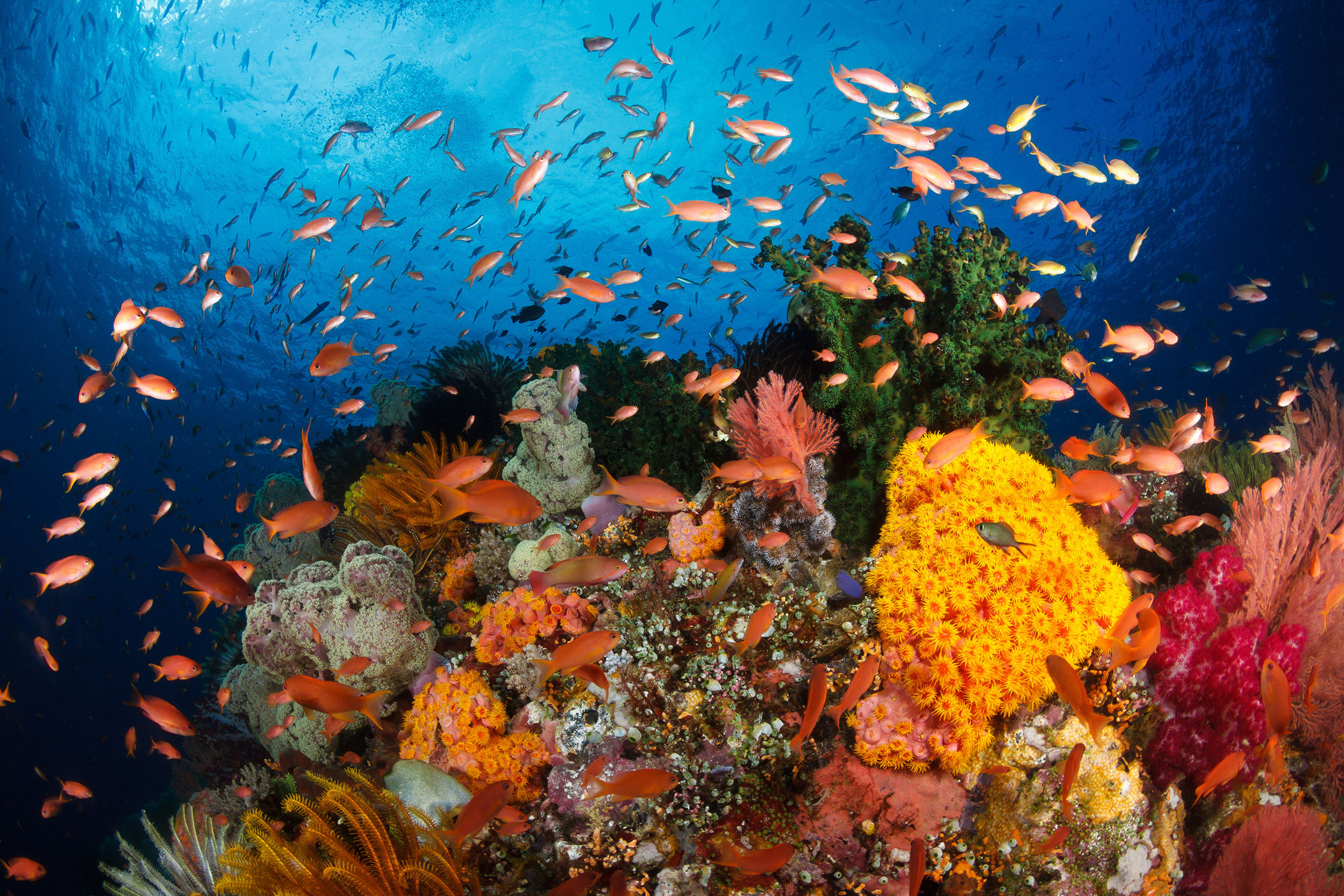 Coral reef in Raja Ampat, Indonesia