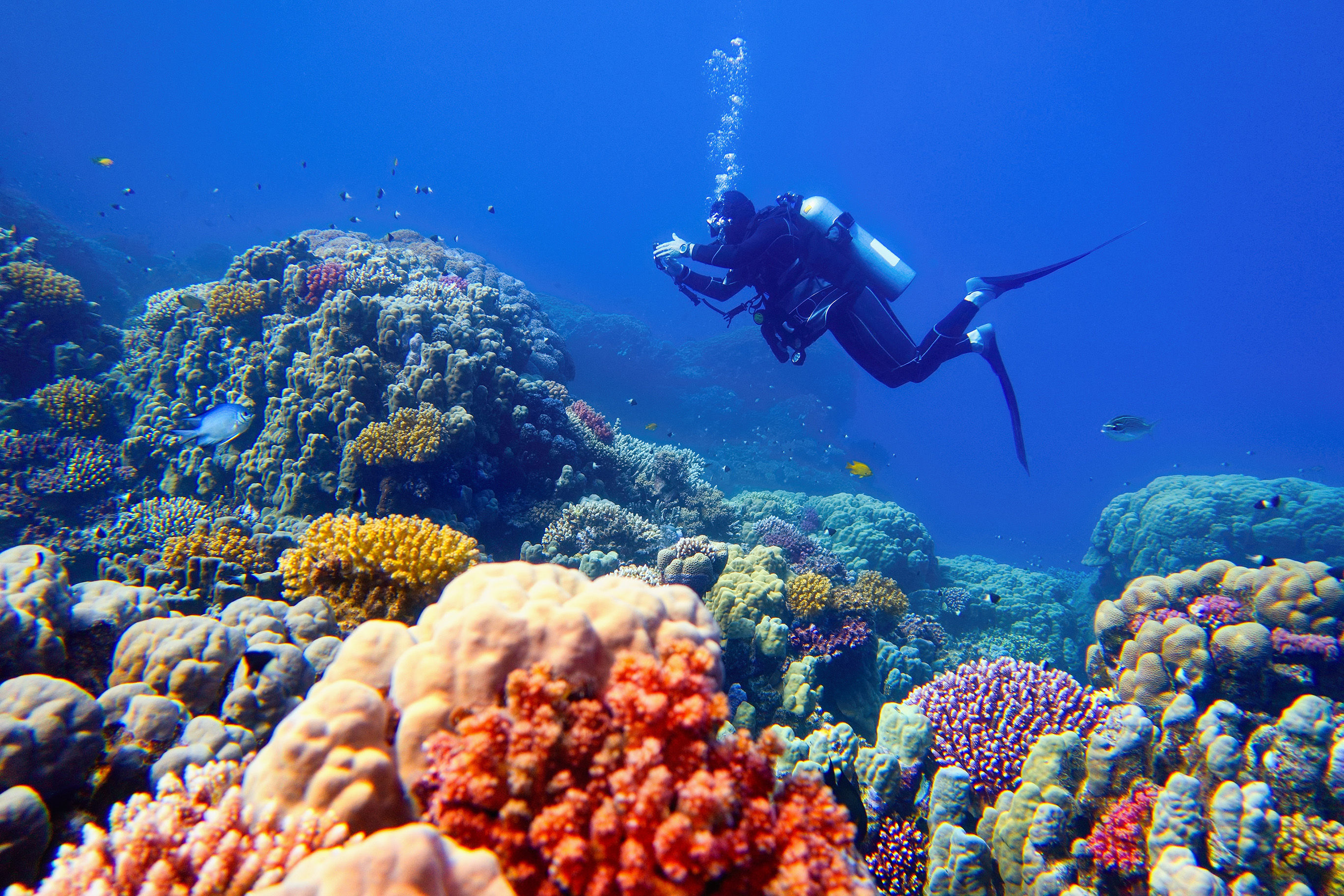 Scuba diver near coral reef