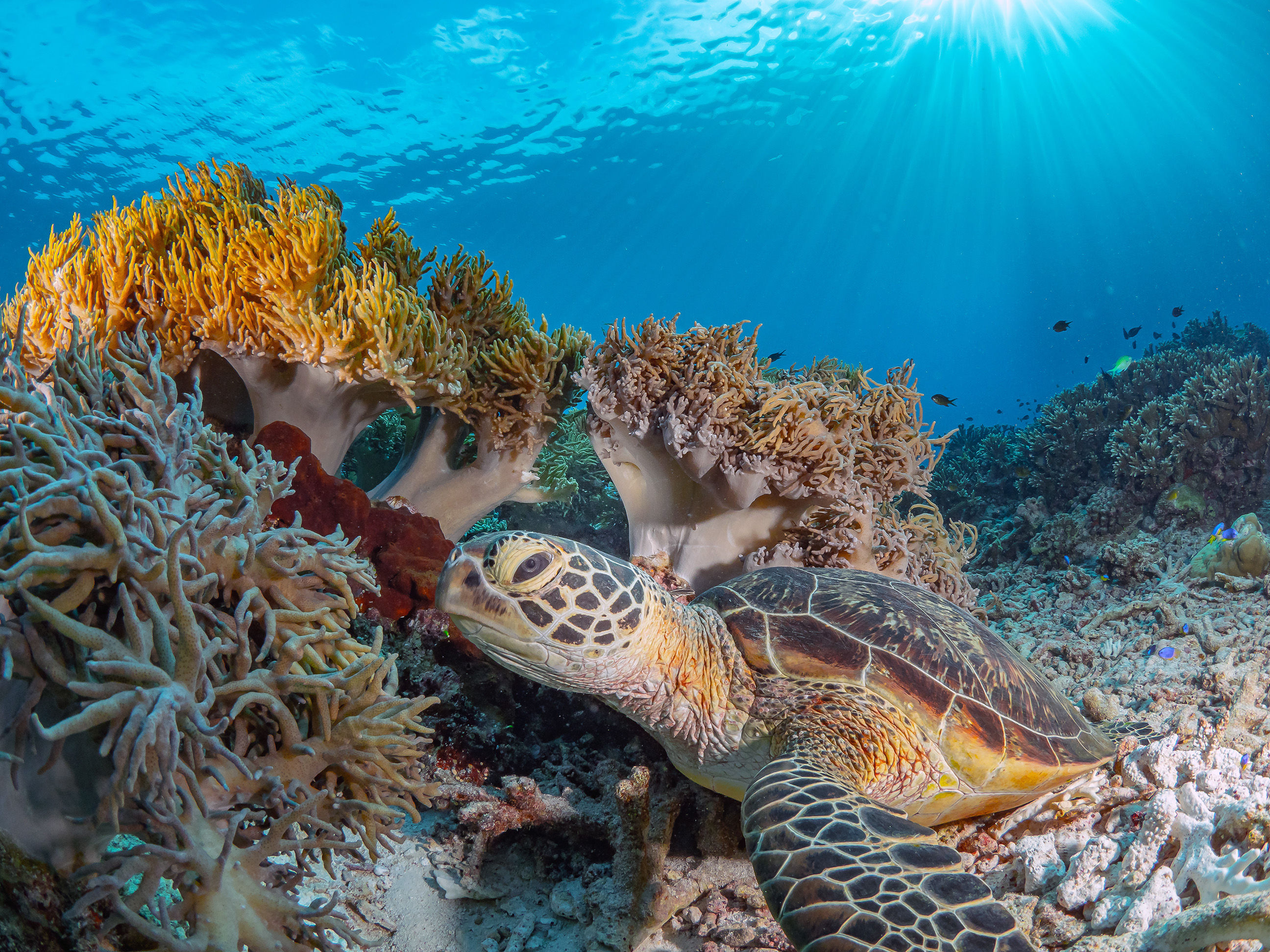 Turtle amd soft coral at Tubbataha Reef, Philippines