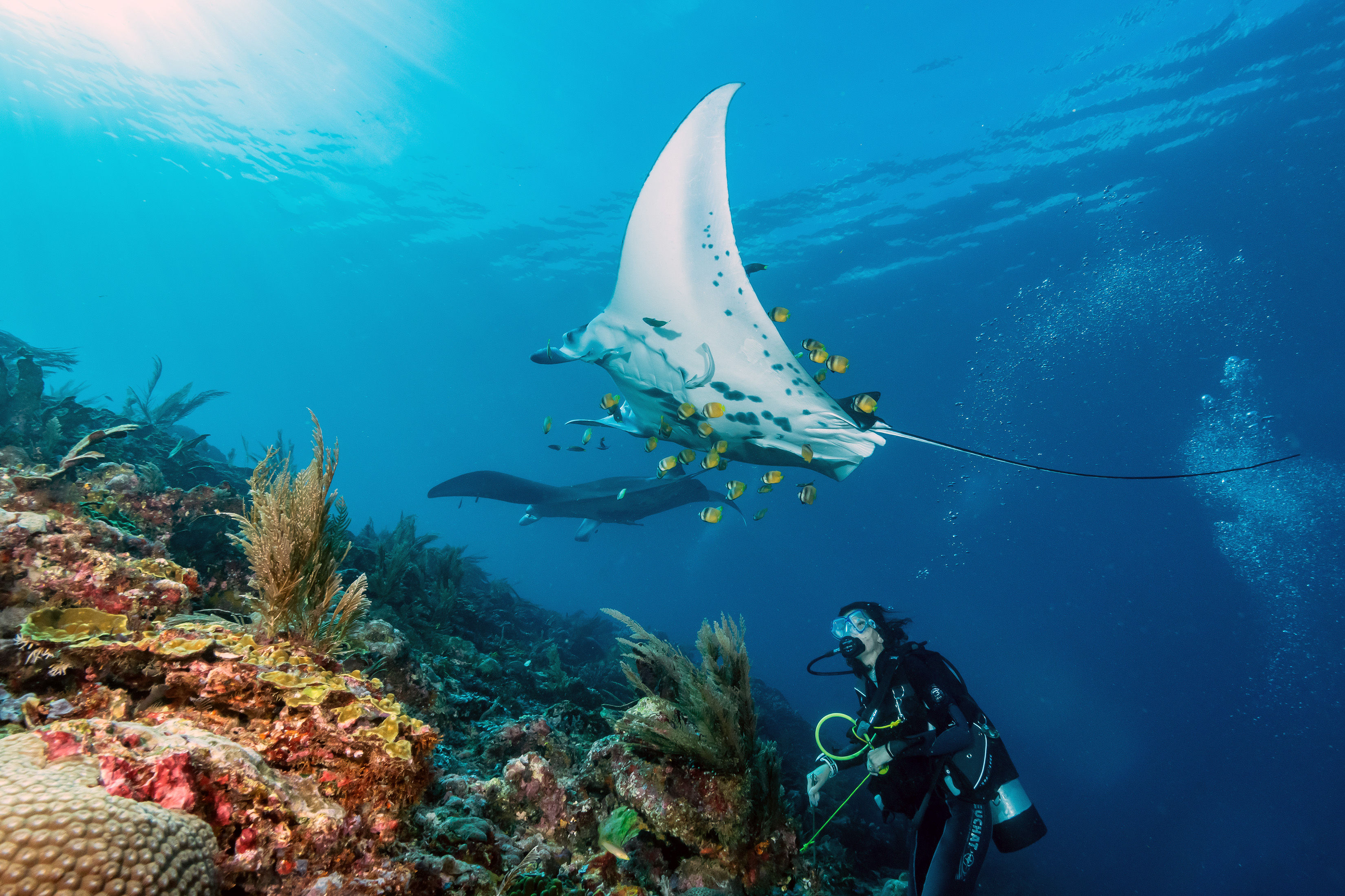 Diver watches manta ray above cleaning station