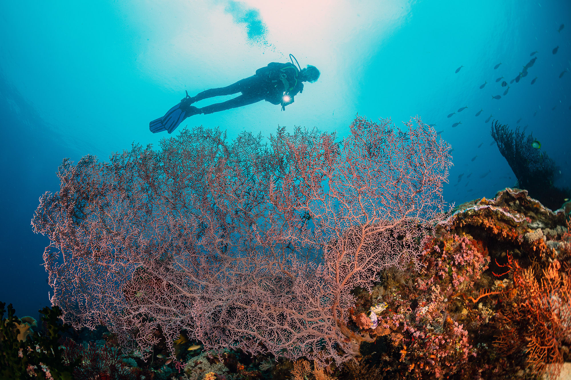 Scuba diver above coral
