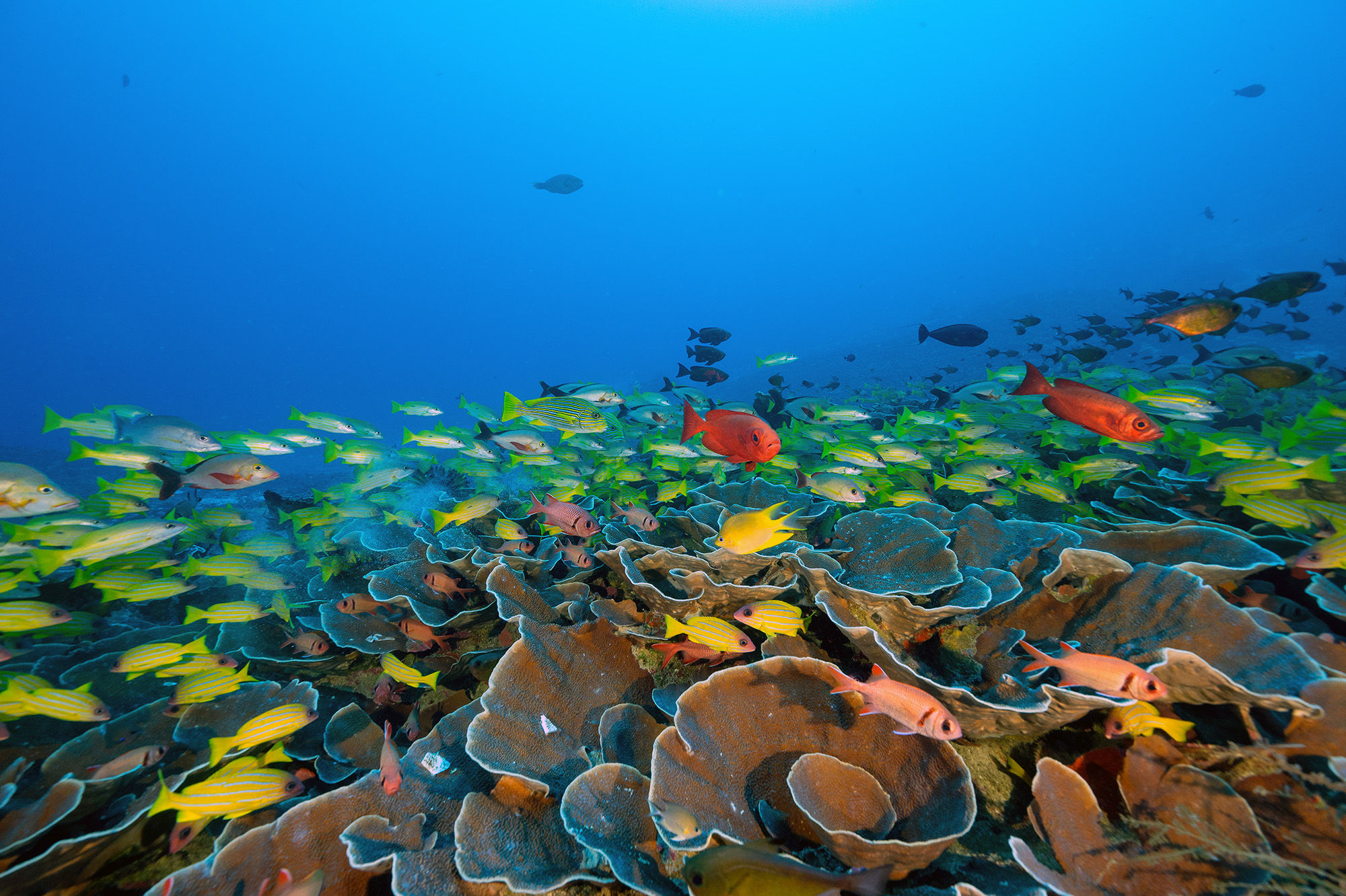 Goral garden in Raja Ampat