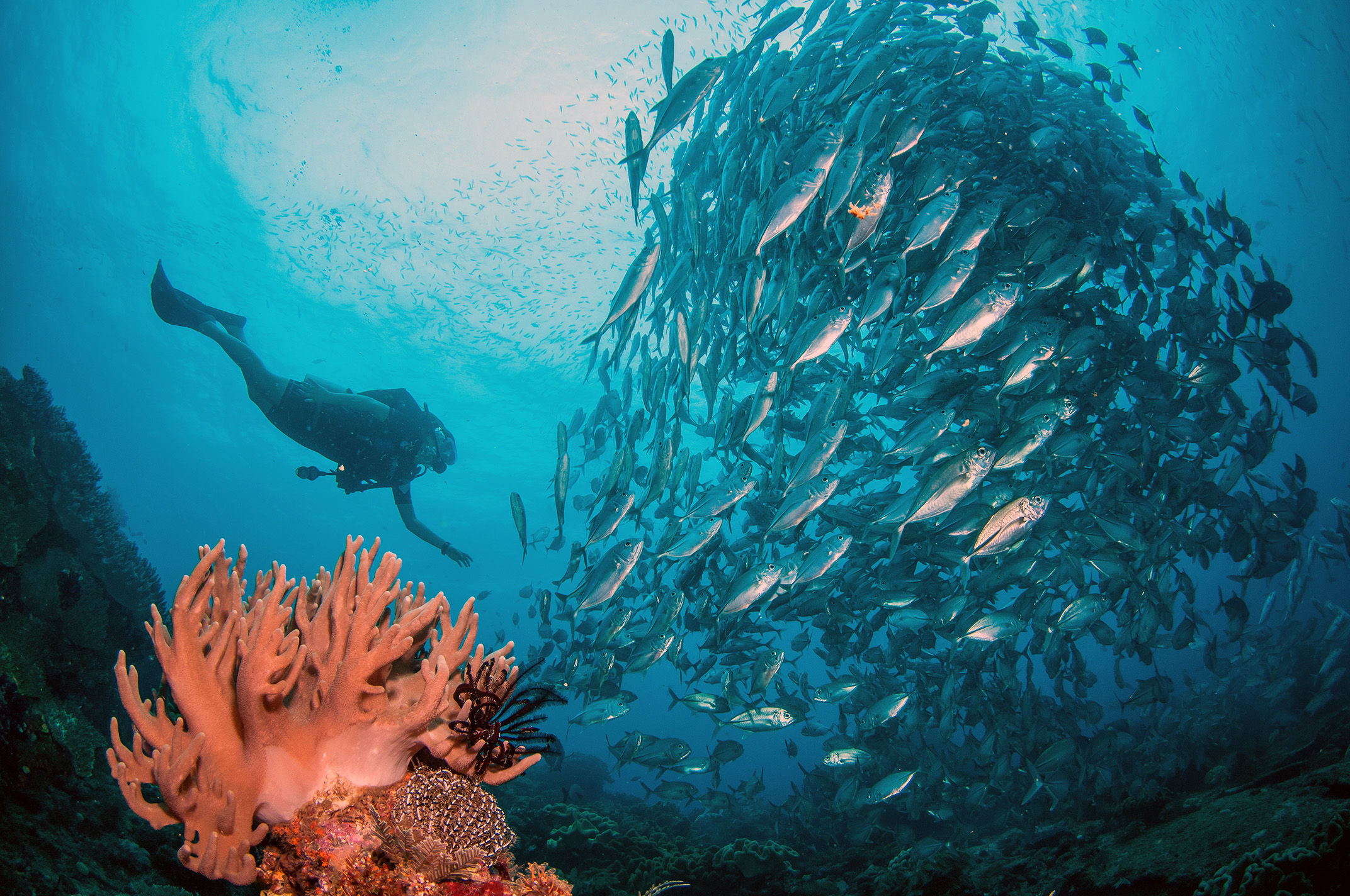 Diver and fish ball over coral