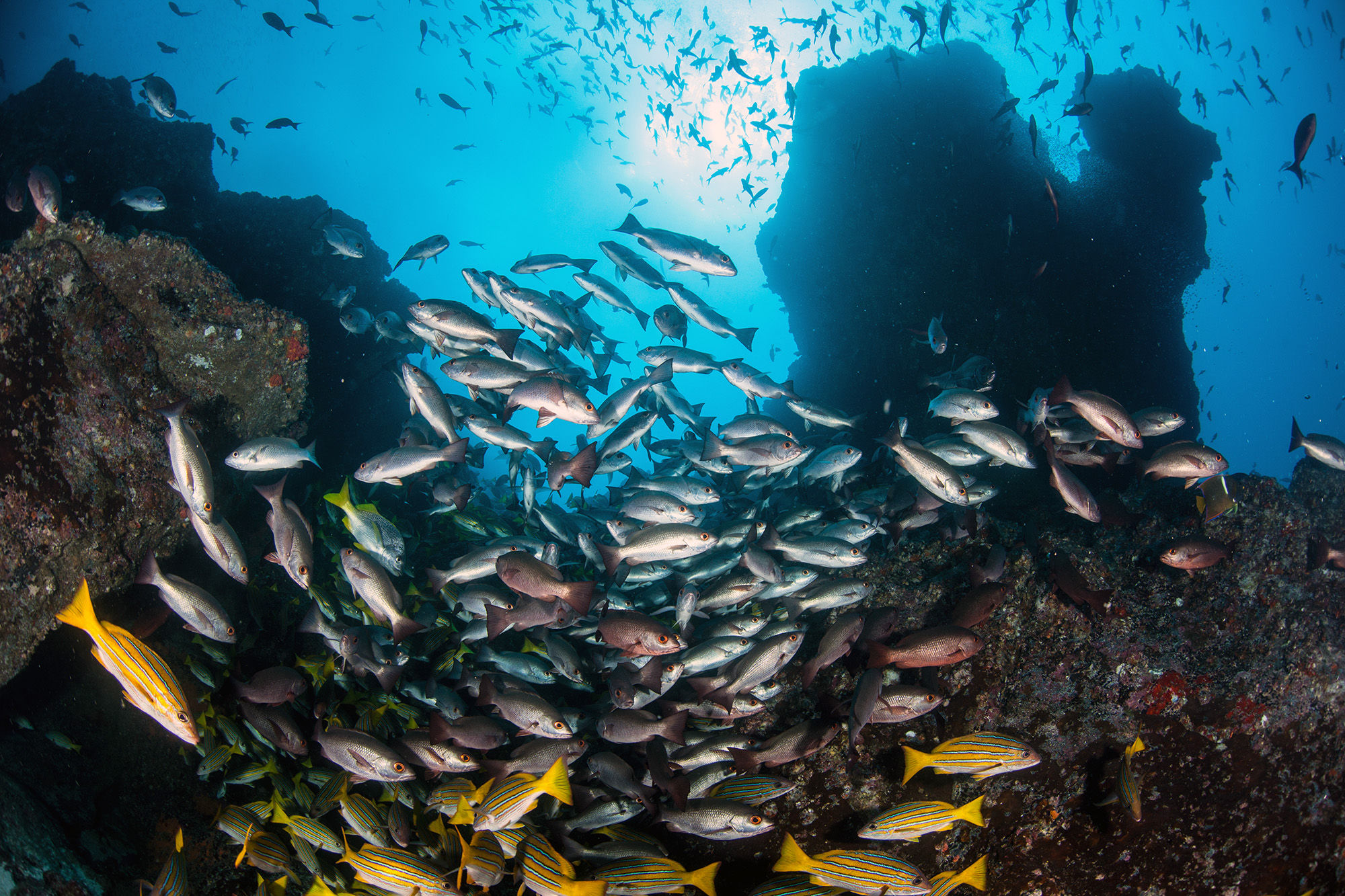 Fish school at Cocos Island