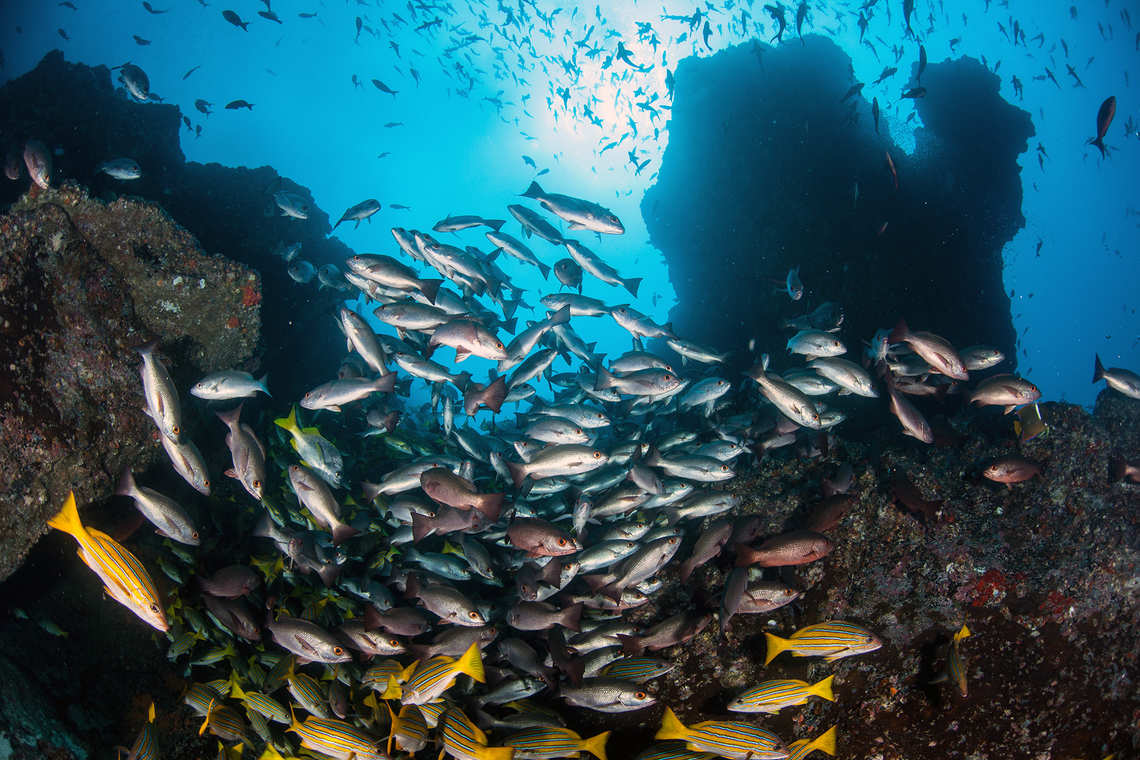 Fish school at Cocos Island