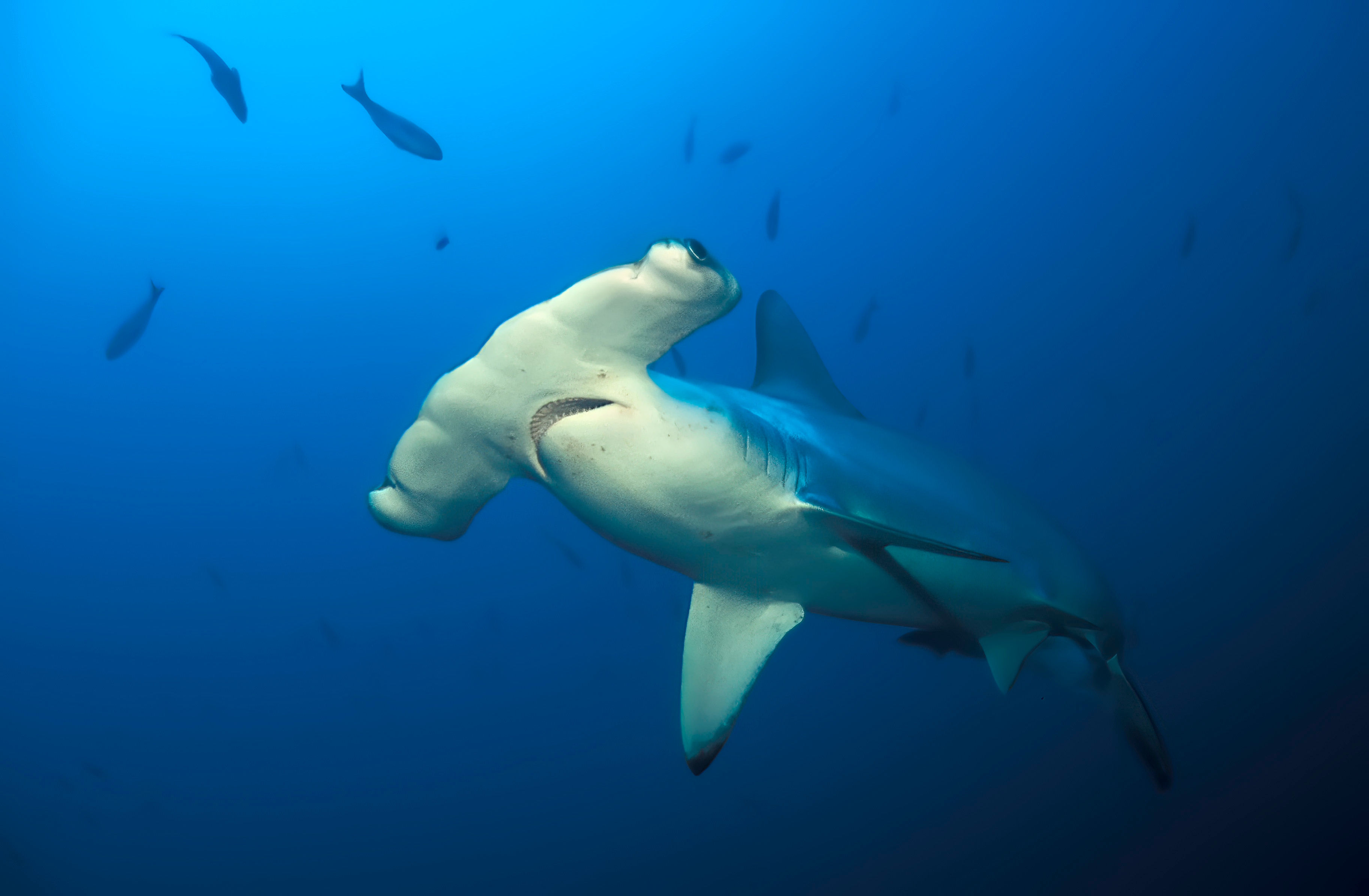 Scalloped Hammerhead shark