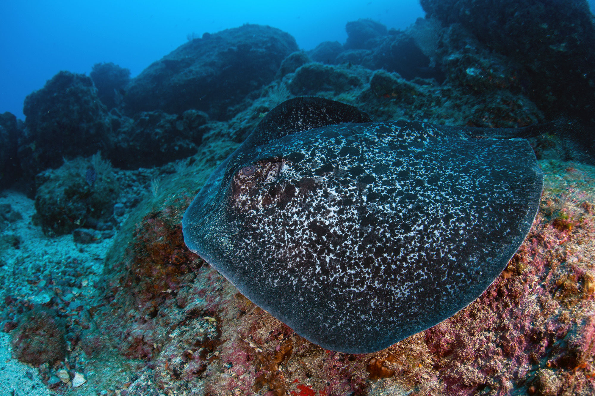 Marbled Stingray in Cocos Island