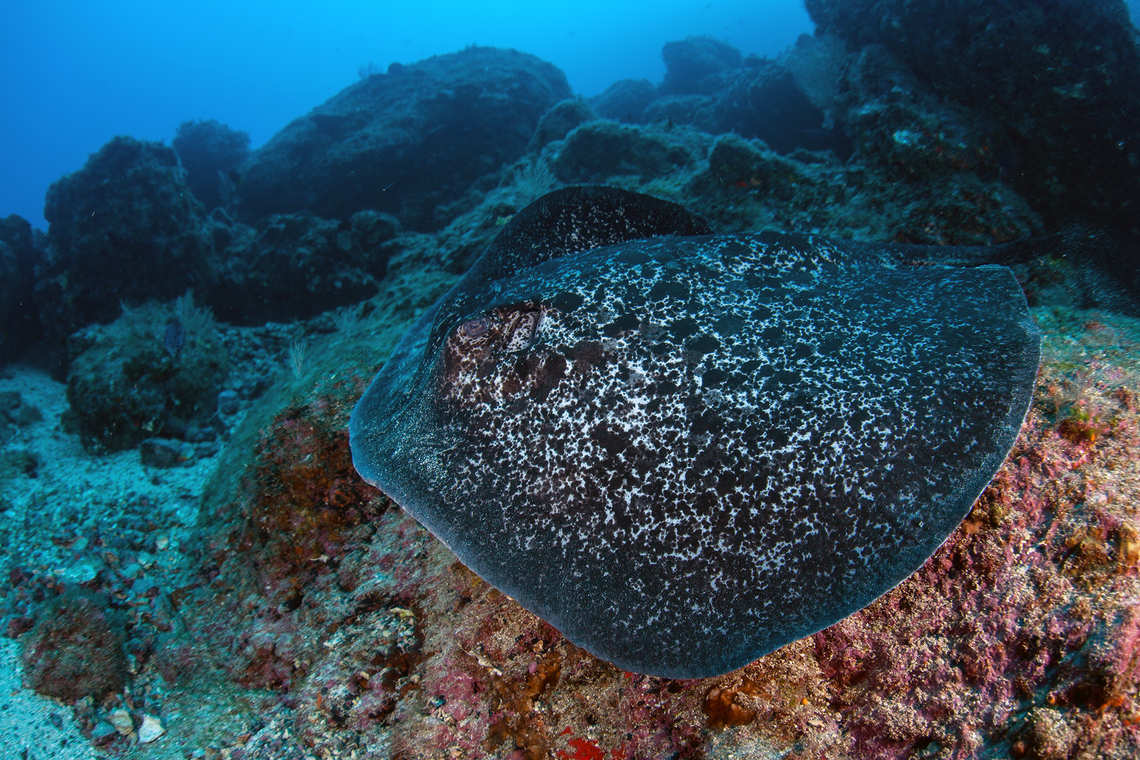 Marbled Stingray in Cocos Island