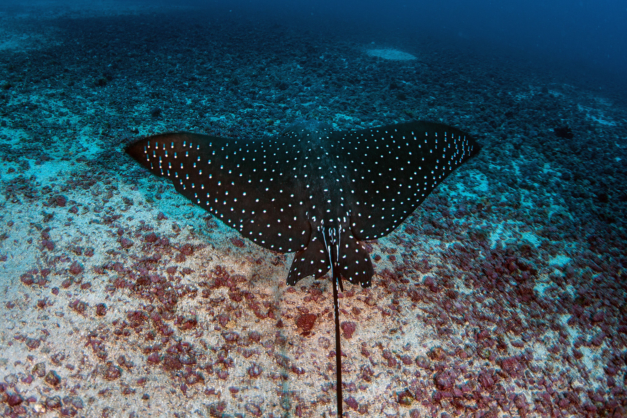 Spotted Eagle Ray