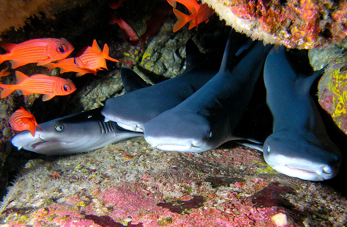 Juvenile Whitetip Reef Sharks