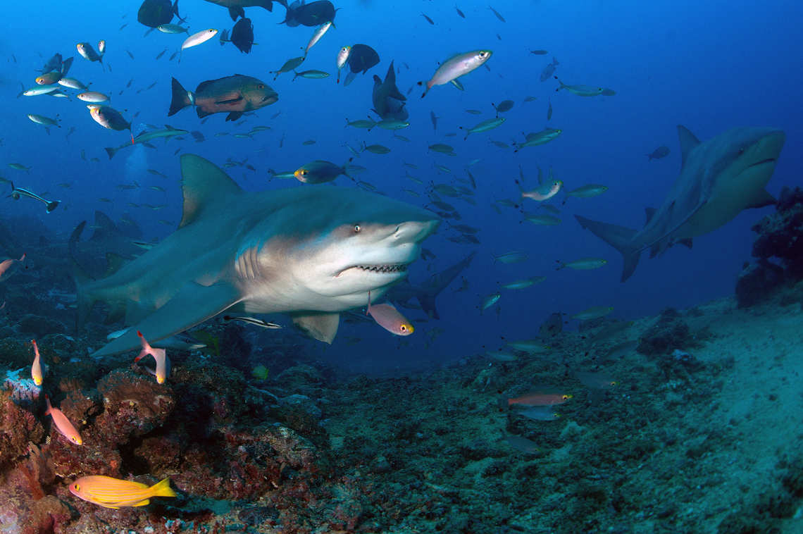 Bullshark in Fiji