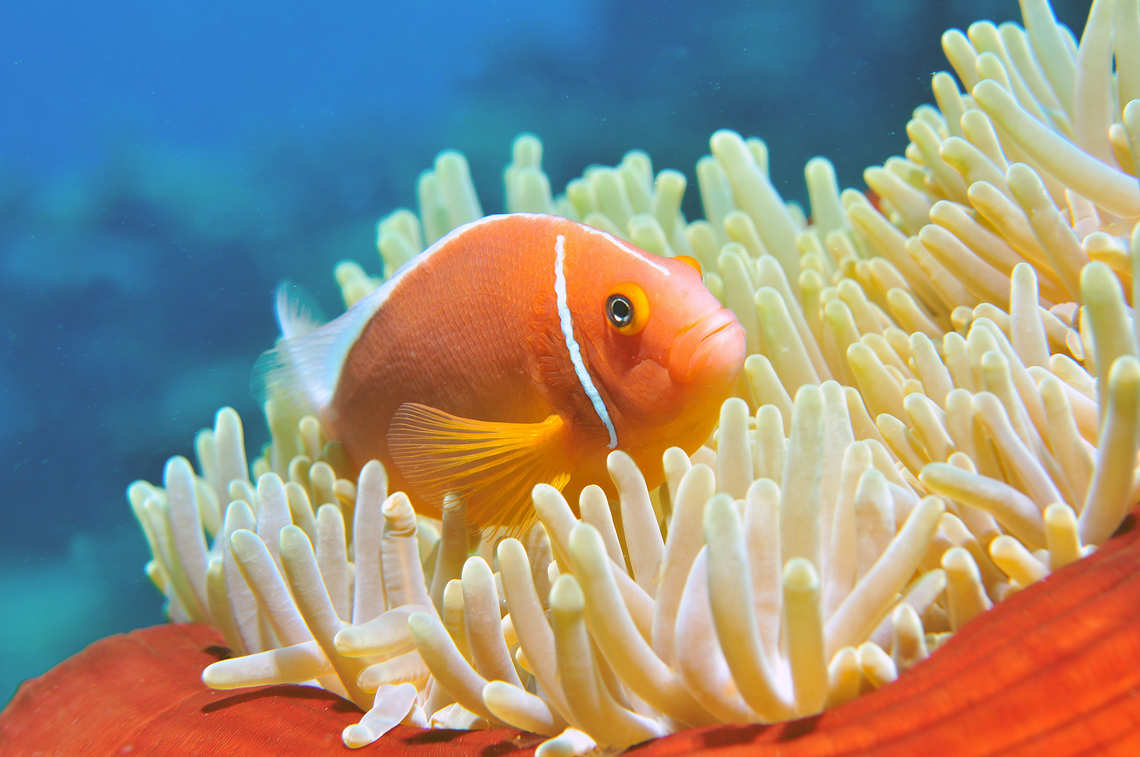 Tomato Clownfish in Anemone