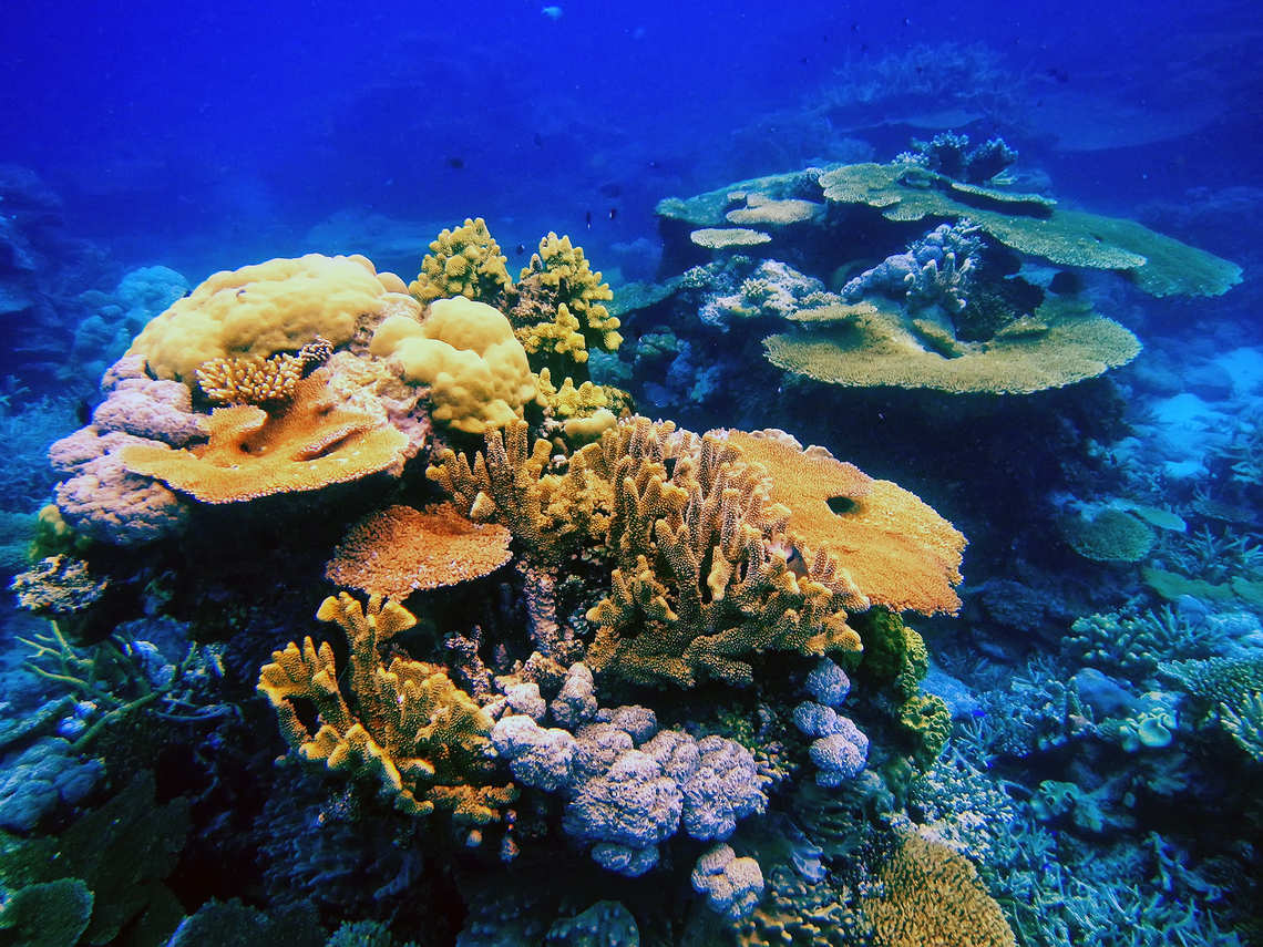 Coral reef in Fiji