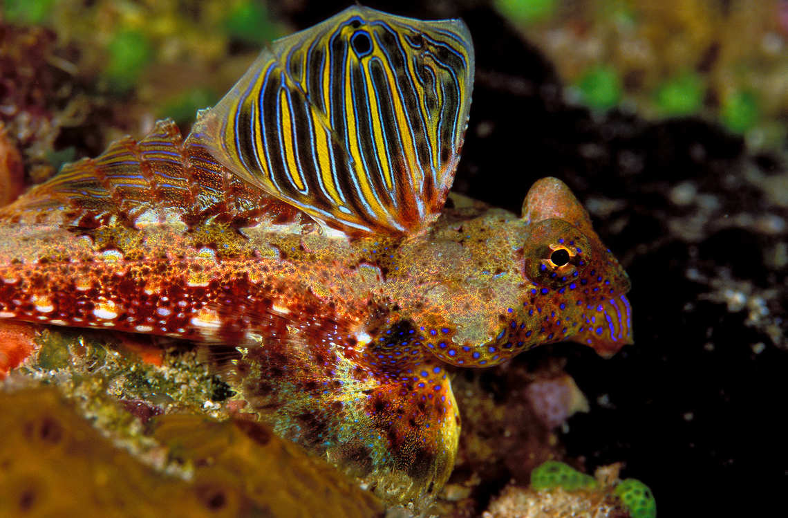 Colorful Dragonet - Taveuni Island, Fiji