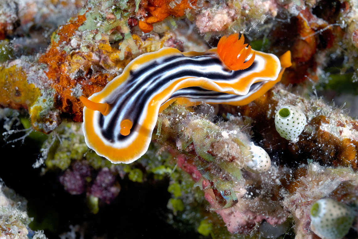 Nudibranch