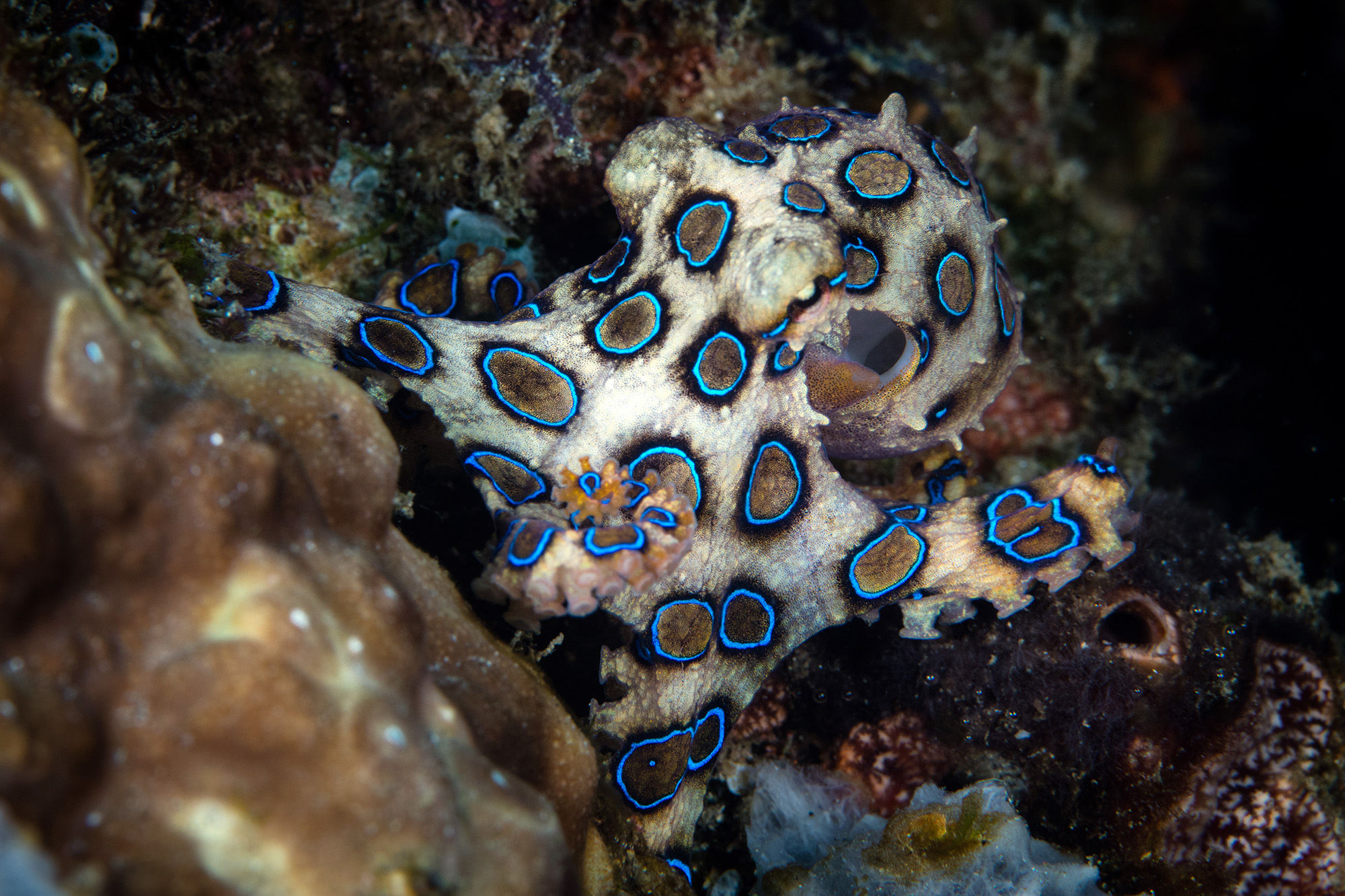 Blue-Ringed Octopus