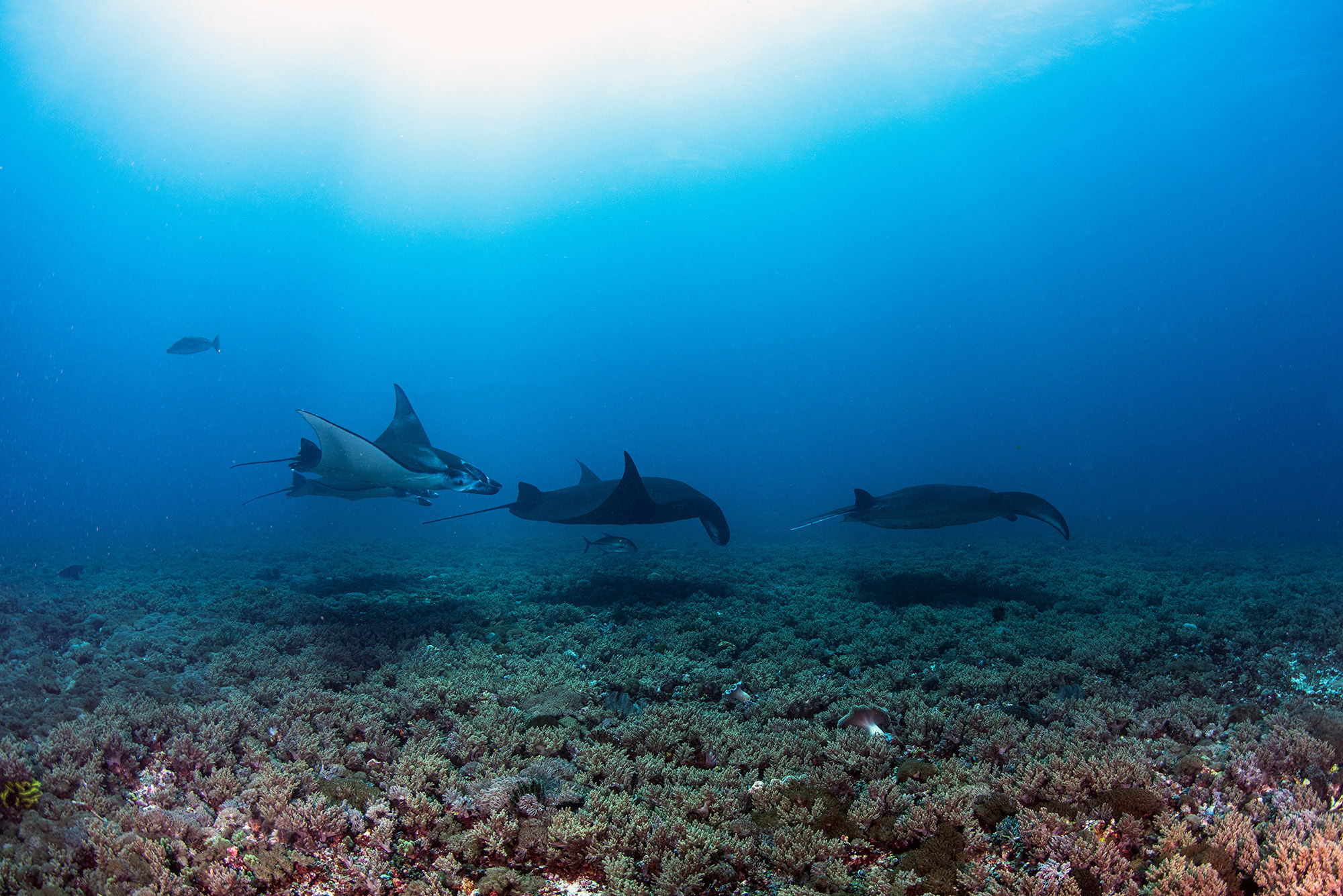 Manta Rays in Komodo