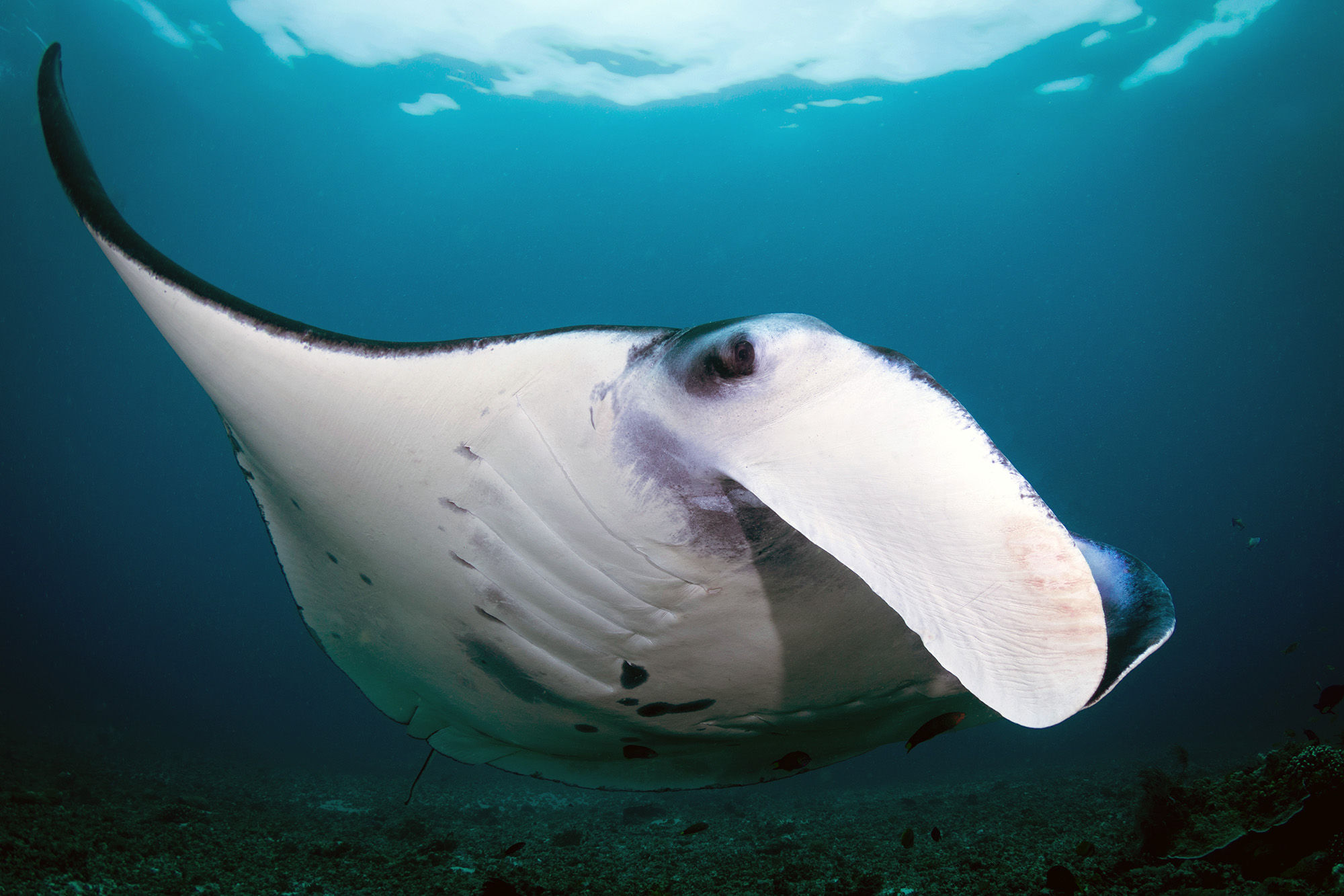 Manta Ray in Komodo National Park