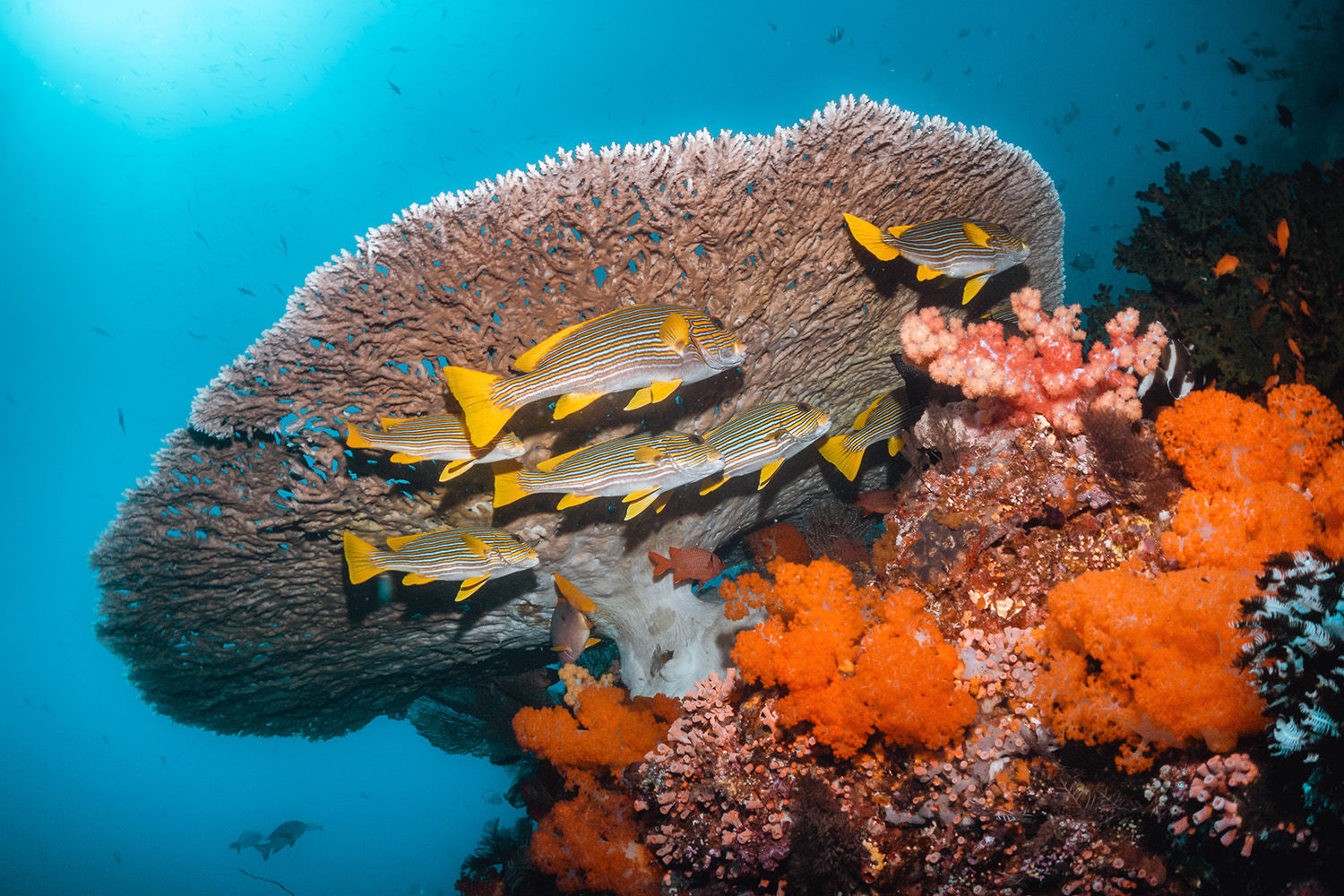 Coral reef and Ribboned Sweetlips