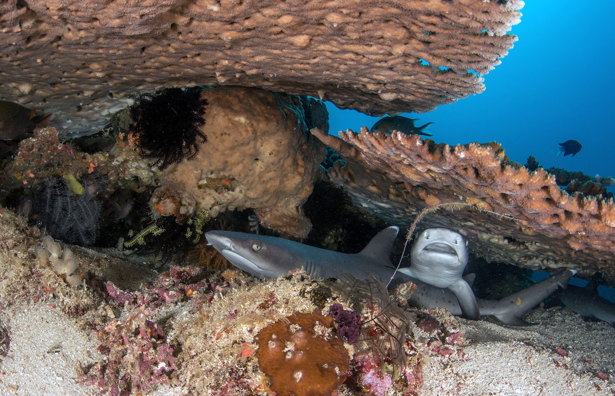 Whitetip Reef Sharks