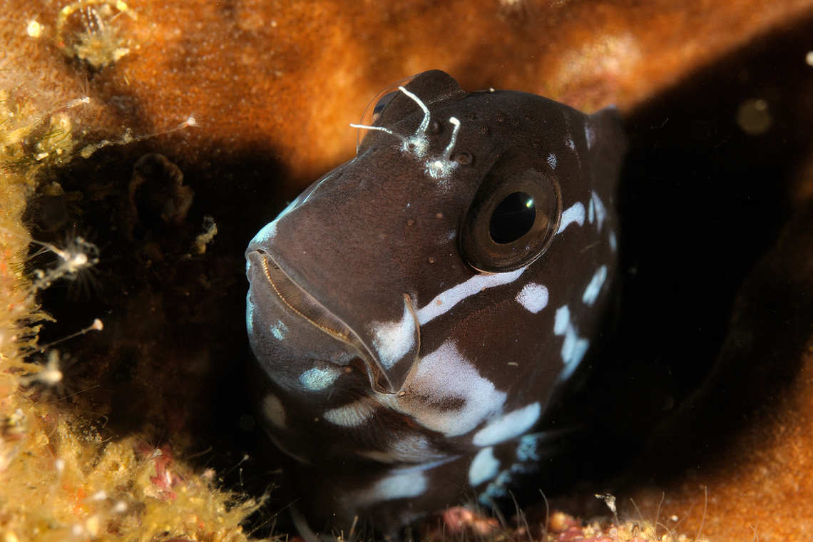 Barred Blenny