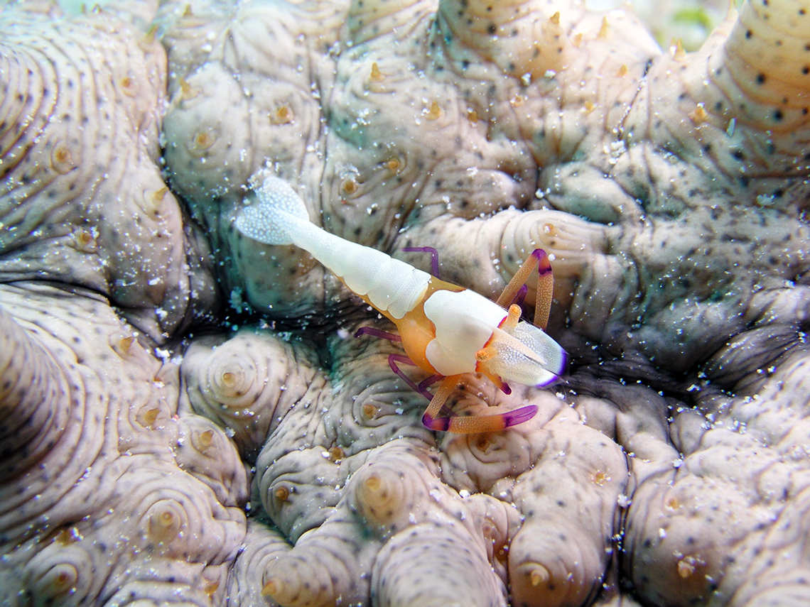 Emperor Shrimp