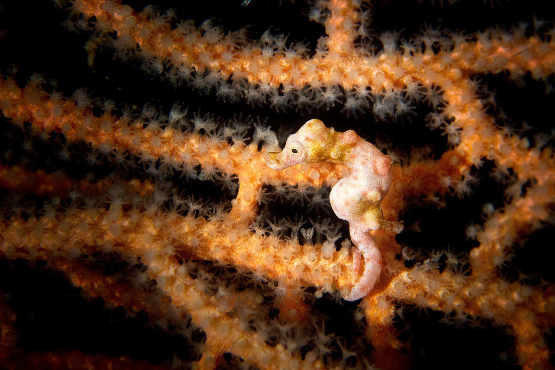 Pygmy Seahorse