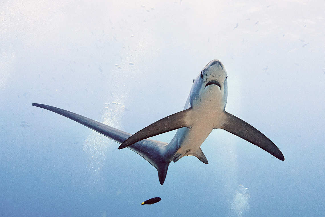 Thresher Shark