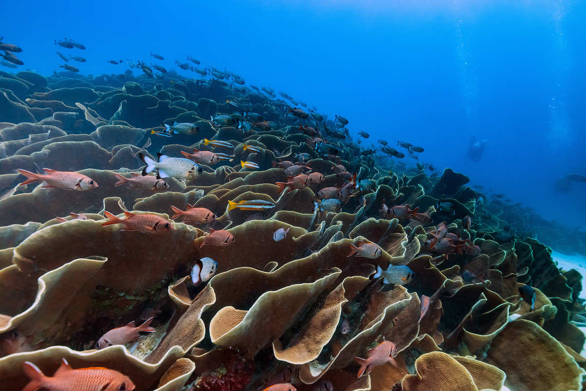 Cabbage Coral in Palau