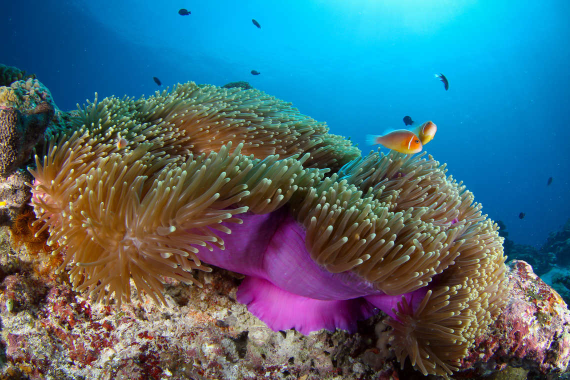 Anemonae fish in Palau
