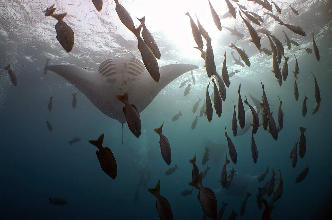 Manta Ray in Palau