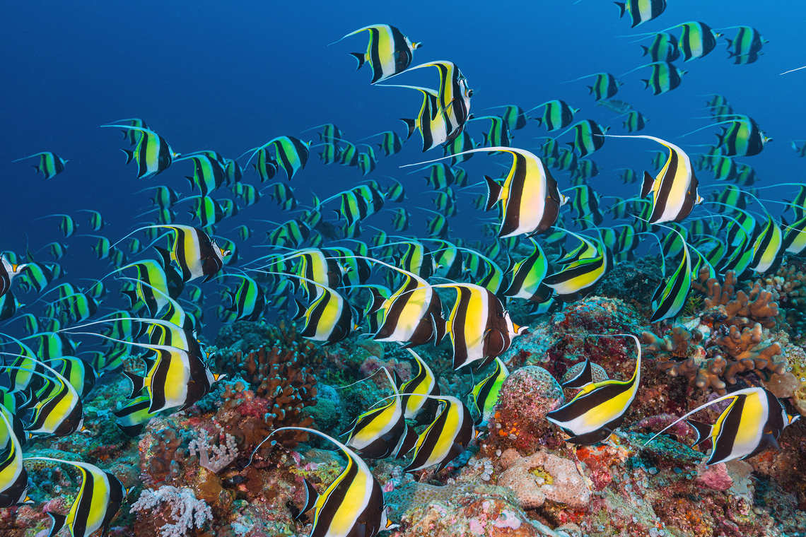 Reef fish in Palau