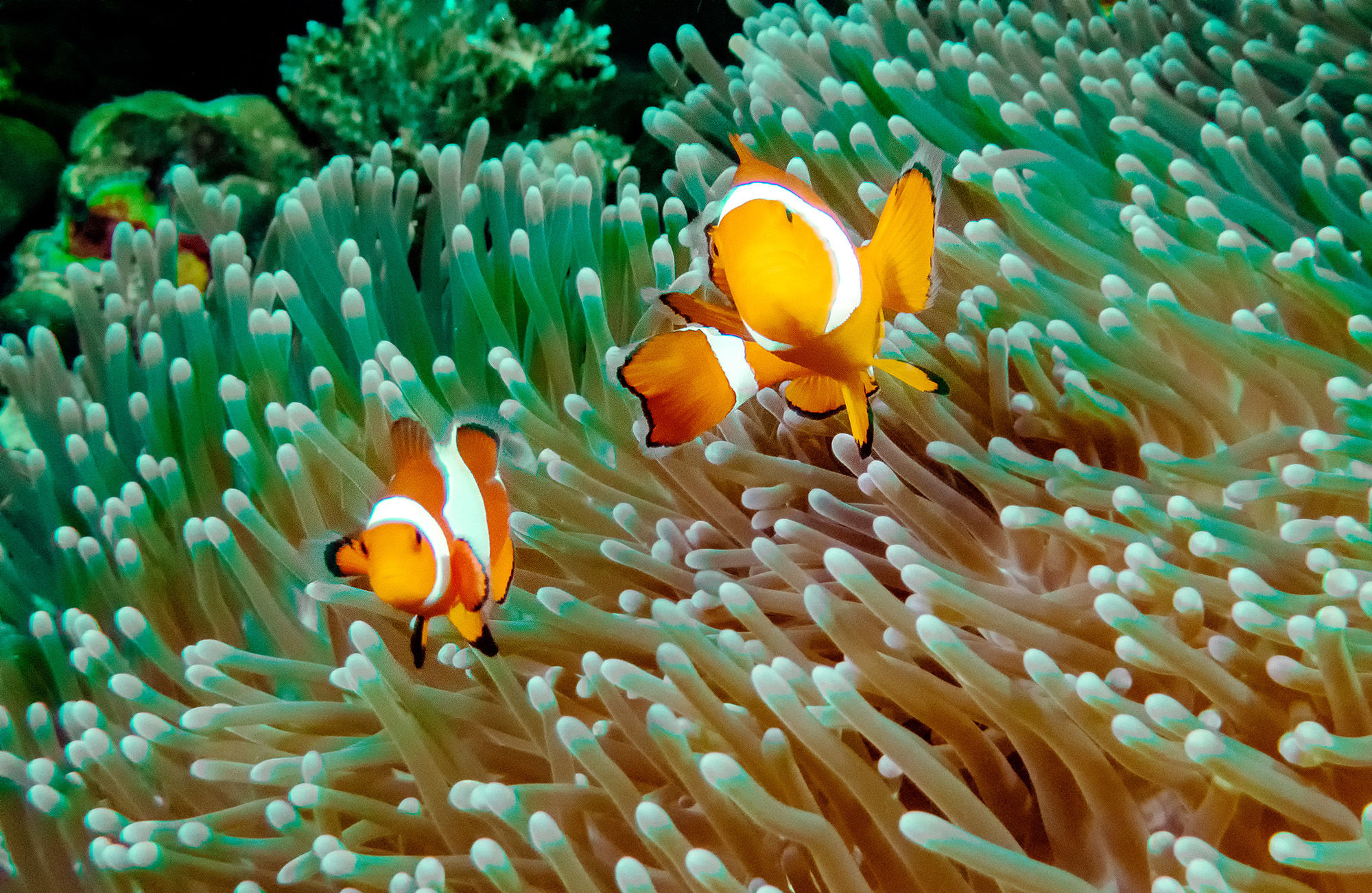 Clown fish in anemonae