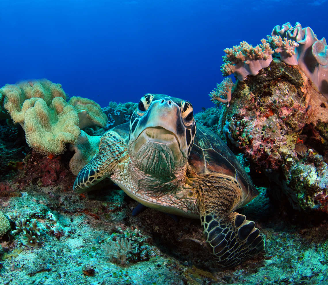 Green turtle in Apo Island