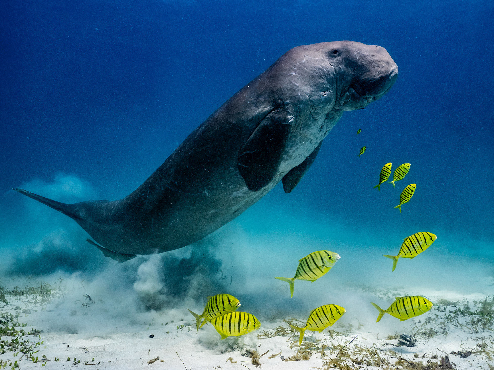 Manatee in Coron, Palawan