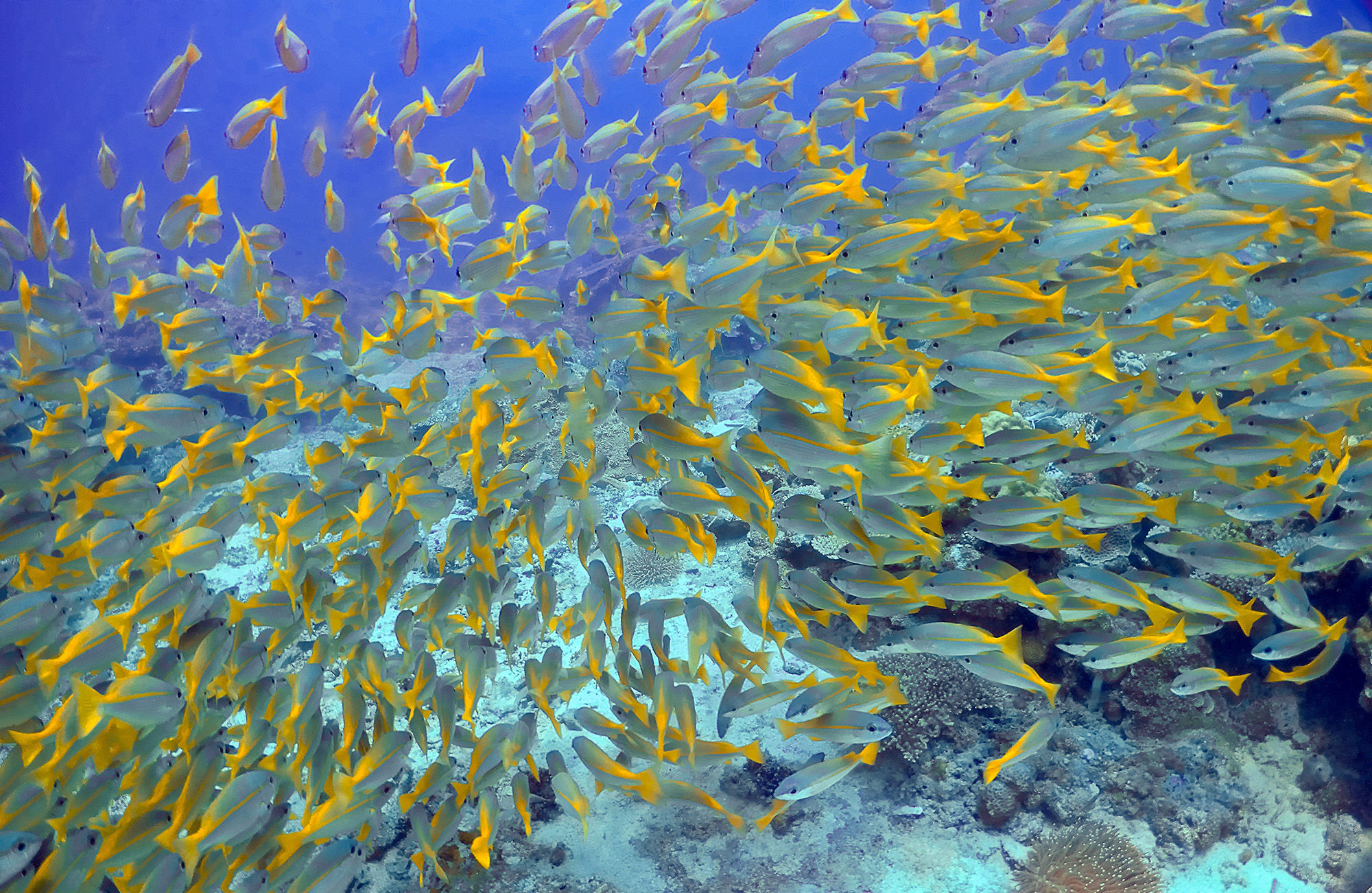 Yellowtail Snapper in El Nido, Palawan