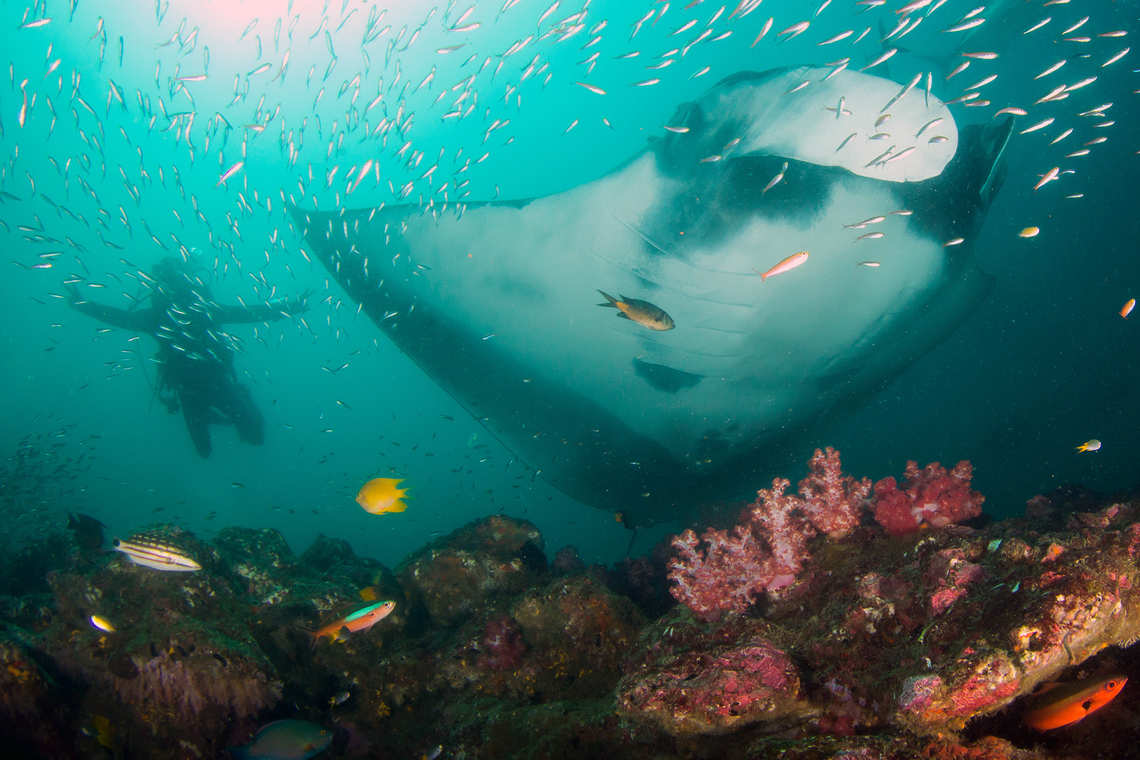 Manta Ray and Diver