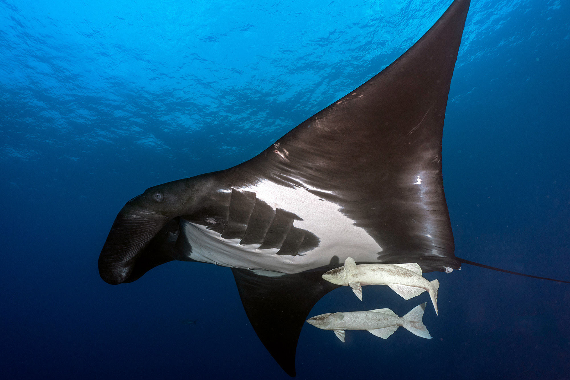 Giant manta with two remoras