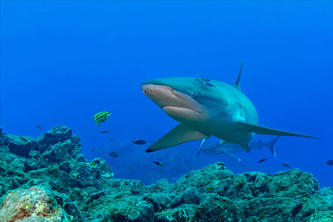 Silky shark